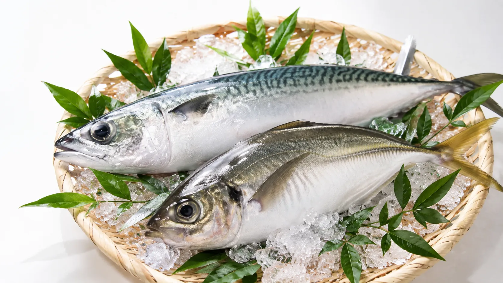 臼杵の地魚